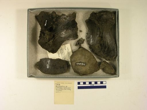 Mosasaurus sp.