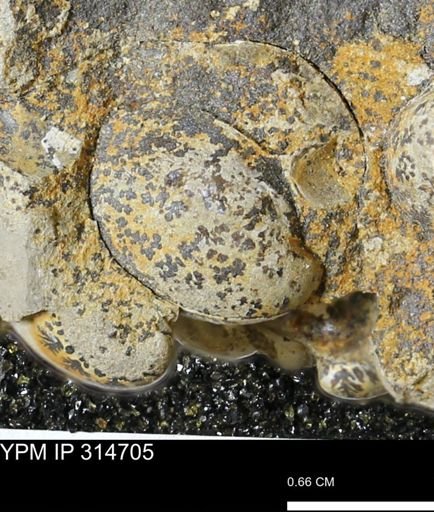 undet. Mollusca