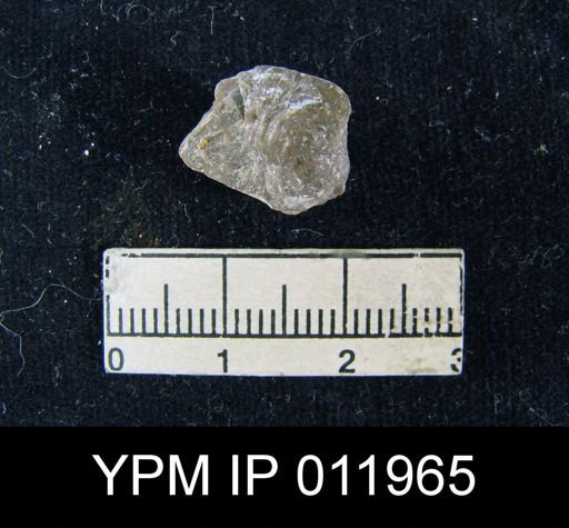 Teguliferina bosei