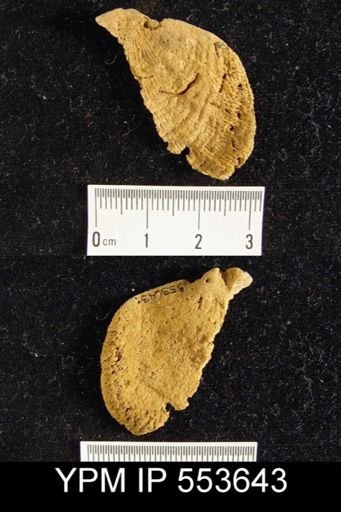 Leptostrophia?