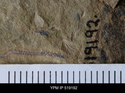 undet. Brachiopoda