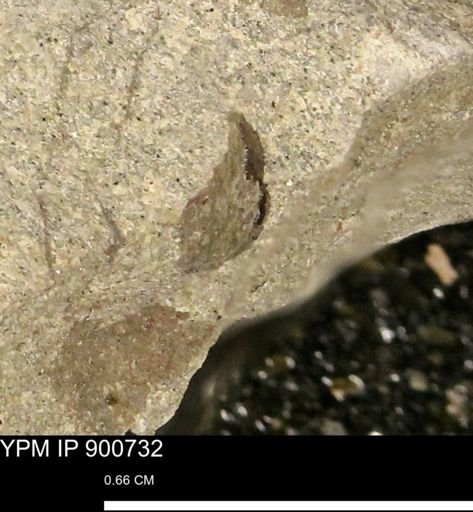 undet. Mollusca