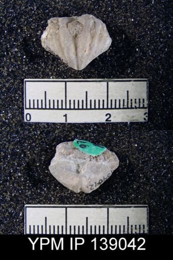 Spiriferina (Punctospirifer) ornata