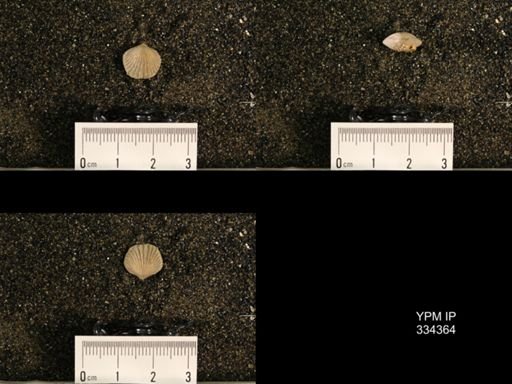 Orthis (Plectorthis) ella
