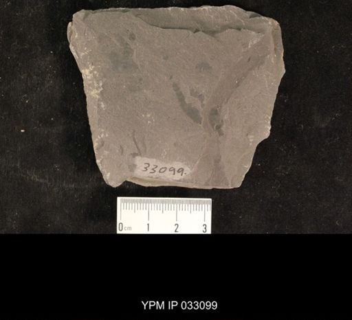 Mormolucoides articulatus