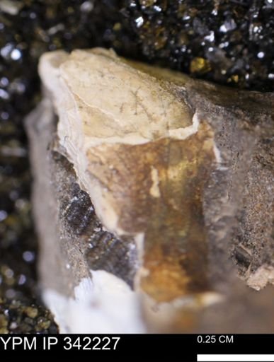 undet. Scaphitidae