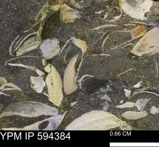 Protocardia sp.