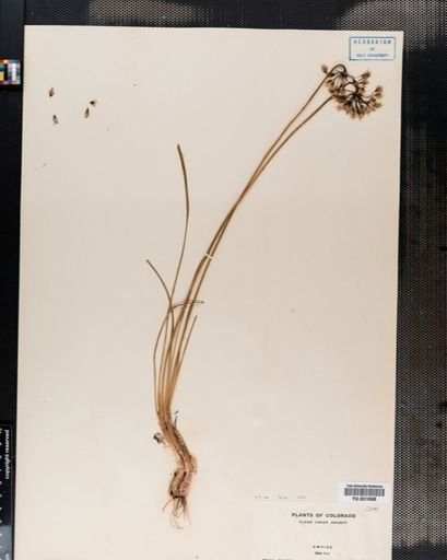 Allium