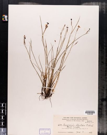 Sisyrinchium atlanticum