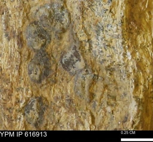 Teredo sp.