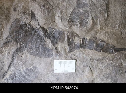 Eurypterus