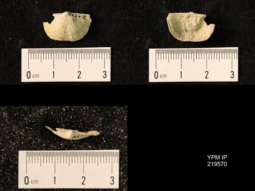 Chonetes granulifer