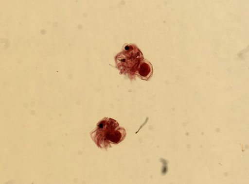 Podon leuckartii