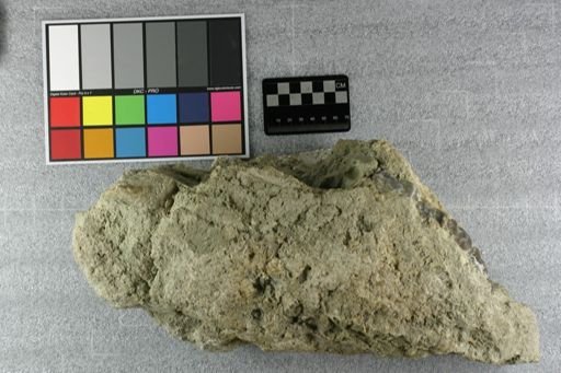 Subhyracodon sp.