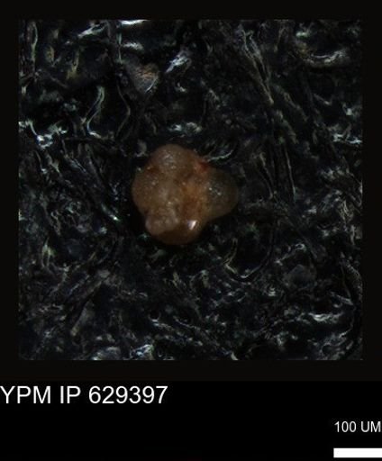 undet. Foraminiferida