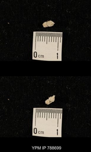 taxon undetermined