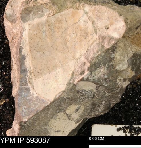 Inoceramus cuneatus