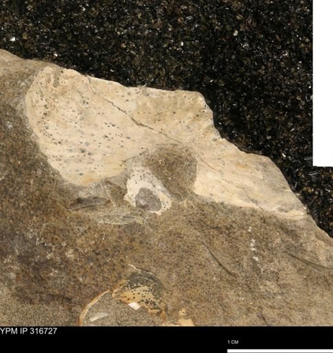 undet. Scaphitidae