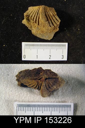 Hysterolites hystericus