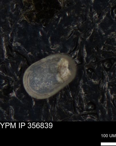 undet. Ostracoda