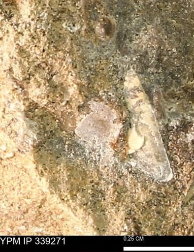 undet. Mollusca
