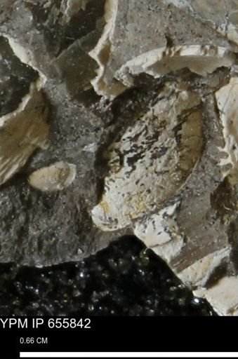 Limopsis striatopunctatus