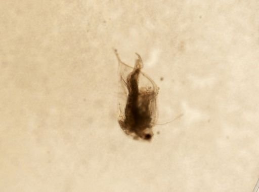 Daphnia pulex