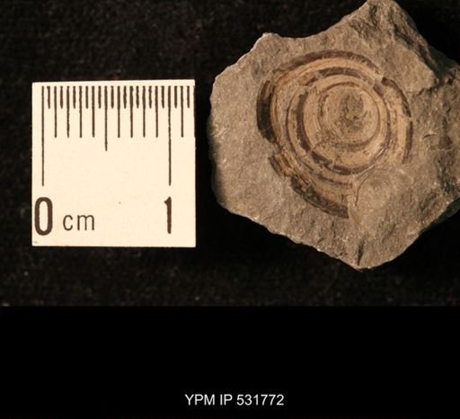 Orbiculoidea lodiensis media
