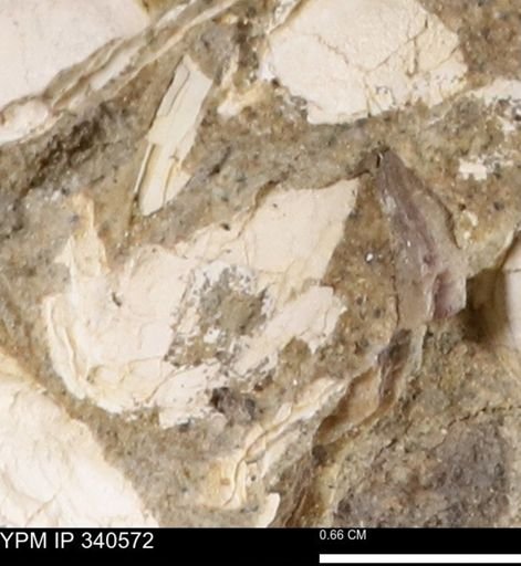 Ostrea glabra