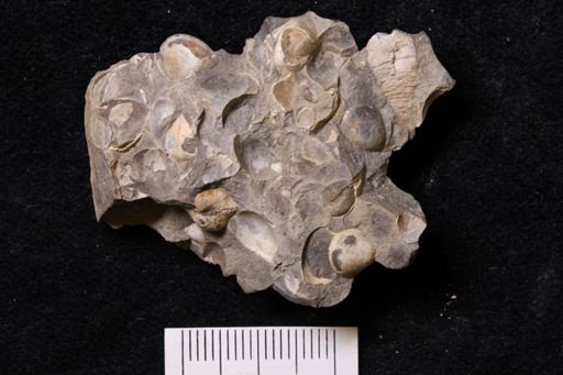Protocardia rara