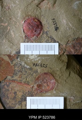 undet. Arthropoda
