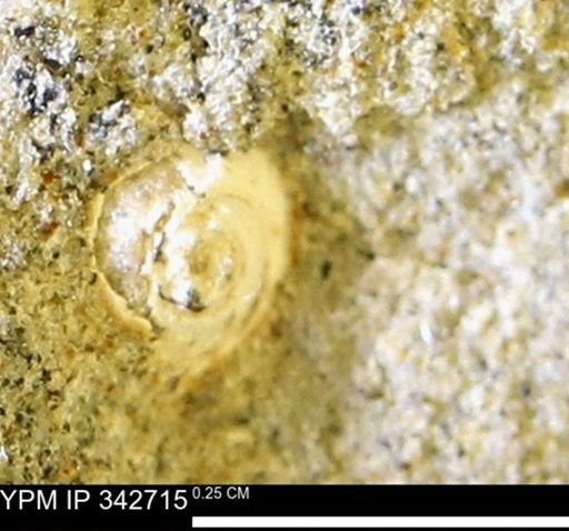 undet. Gastropoda