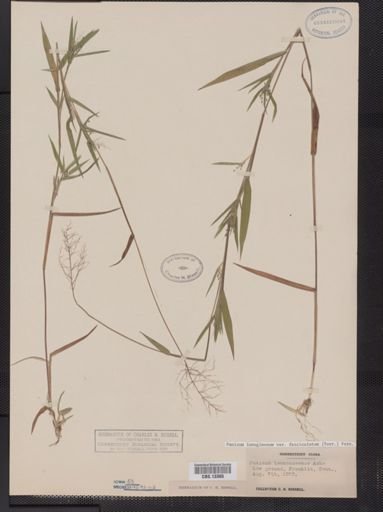 Panicum lanuginosum