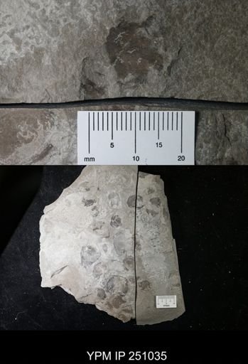 undet. Cephalopoda