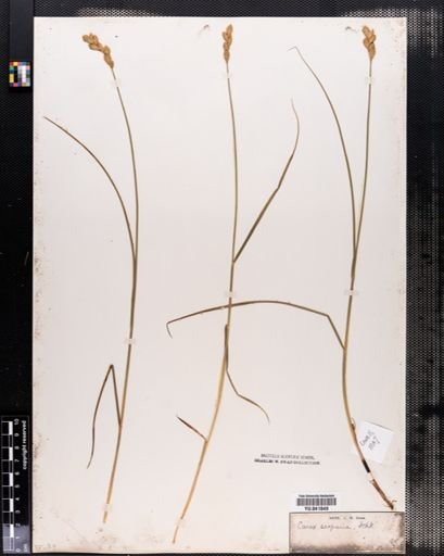 Carex scoparia