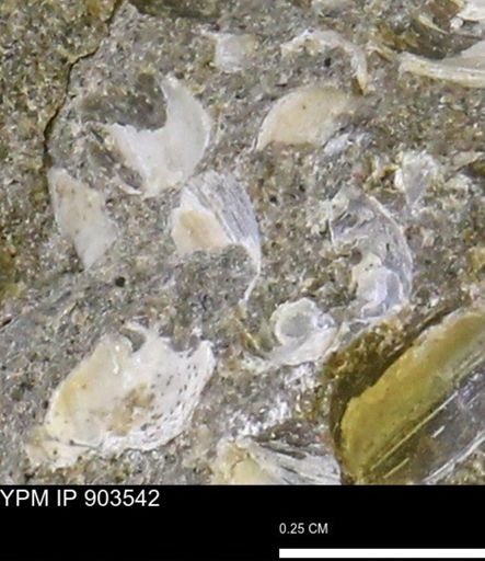 undet. Bivalvia