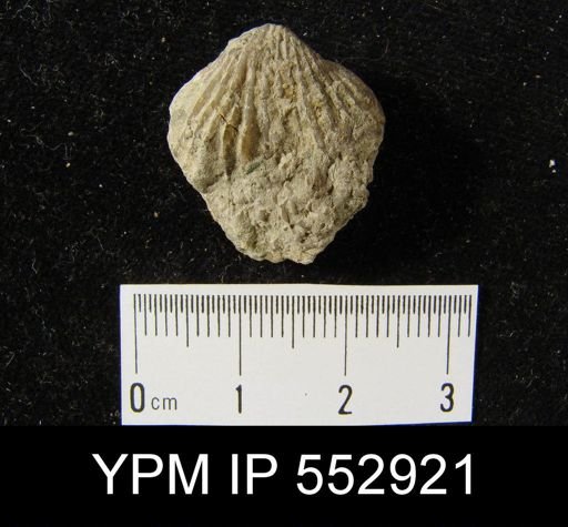 undet. Brachiopoda