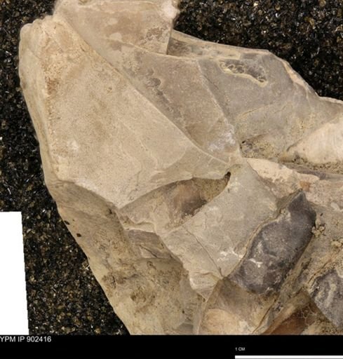 undet. Mollusca