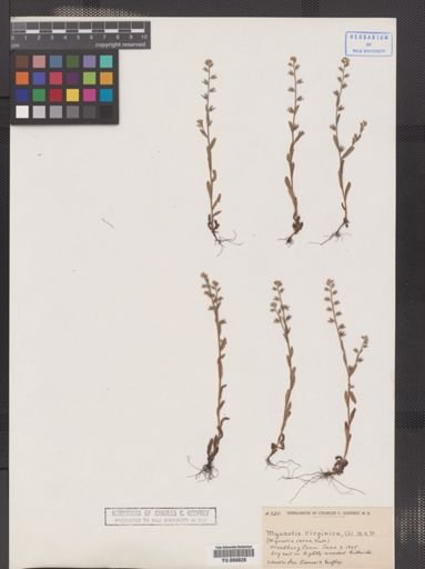 Myosotis virginica