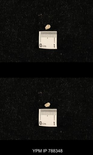 taxon undetermined