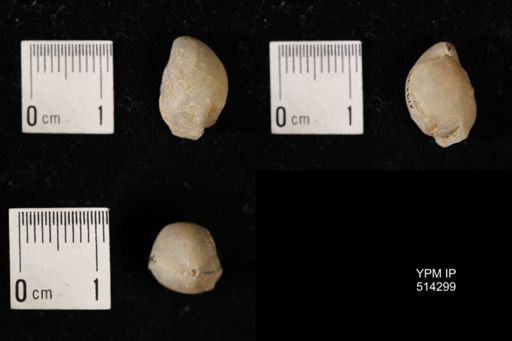 Dielasma breviplicatum
