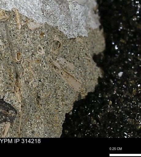 undet. Scaphopoda