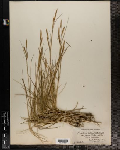 Plantae