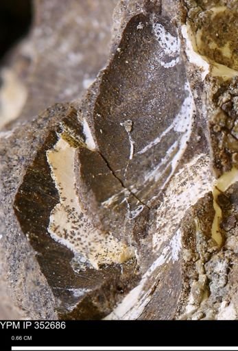 undet. Bivalvia