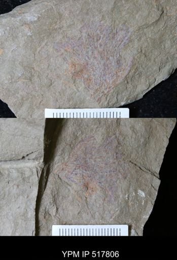 undet. Dendroidea