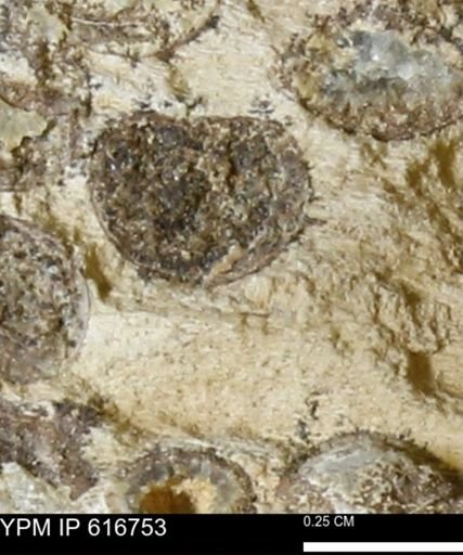 Teredo sp.