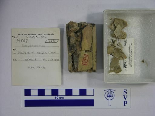 Gomphotherium sp.