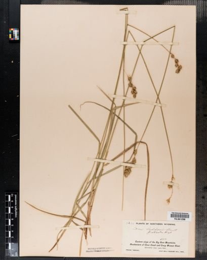 Carex praticola