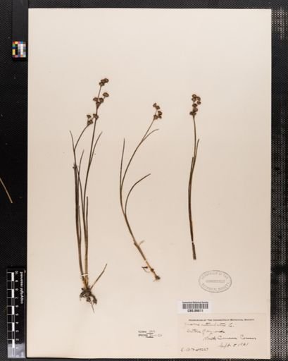Juncus articulatus