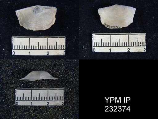 Chonetes granulifer